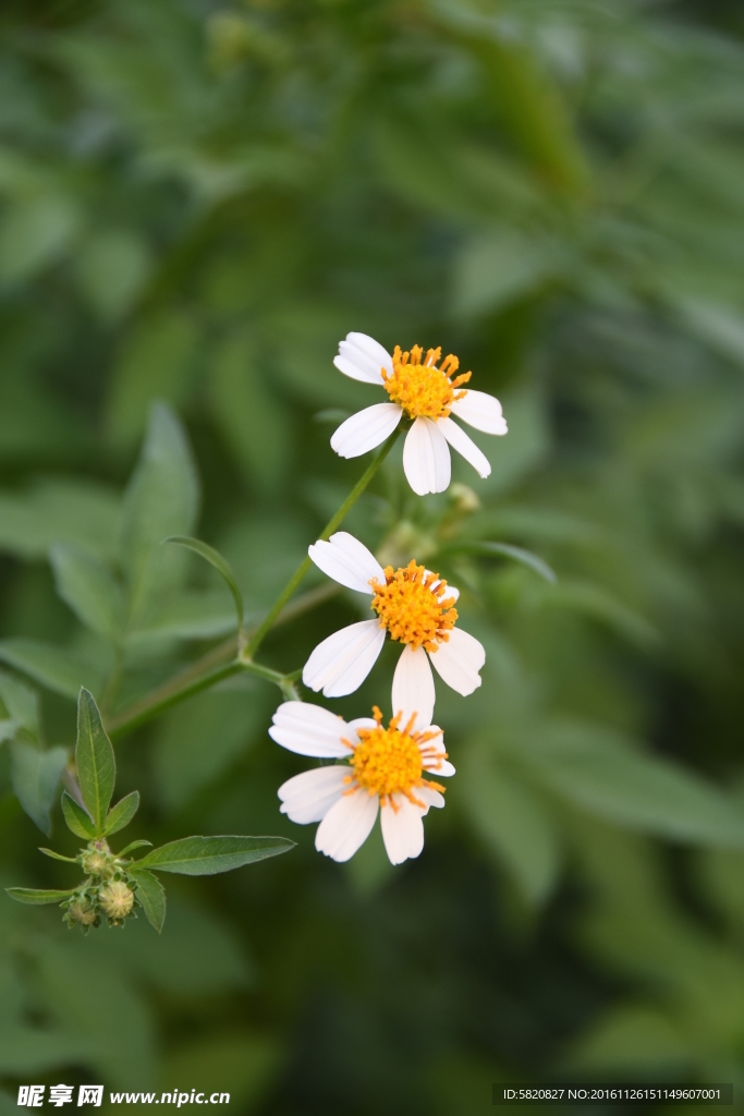 山花 野花