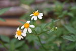 花卉 山花 野花