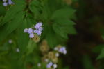 野花 山花