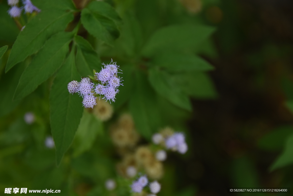 野花 山花