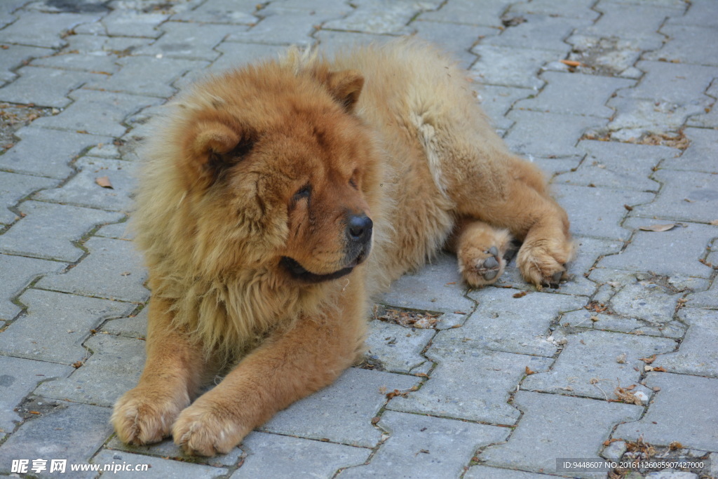 宠物狗松狮犬图片