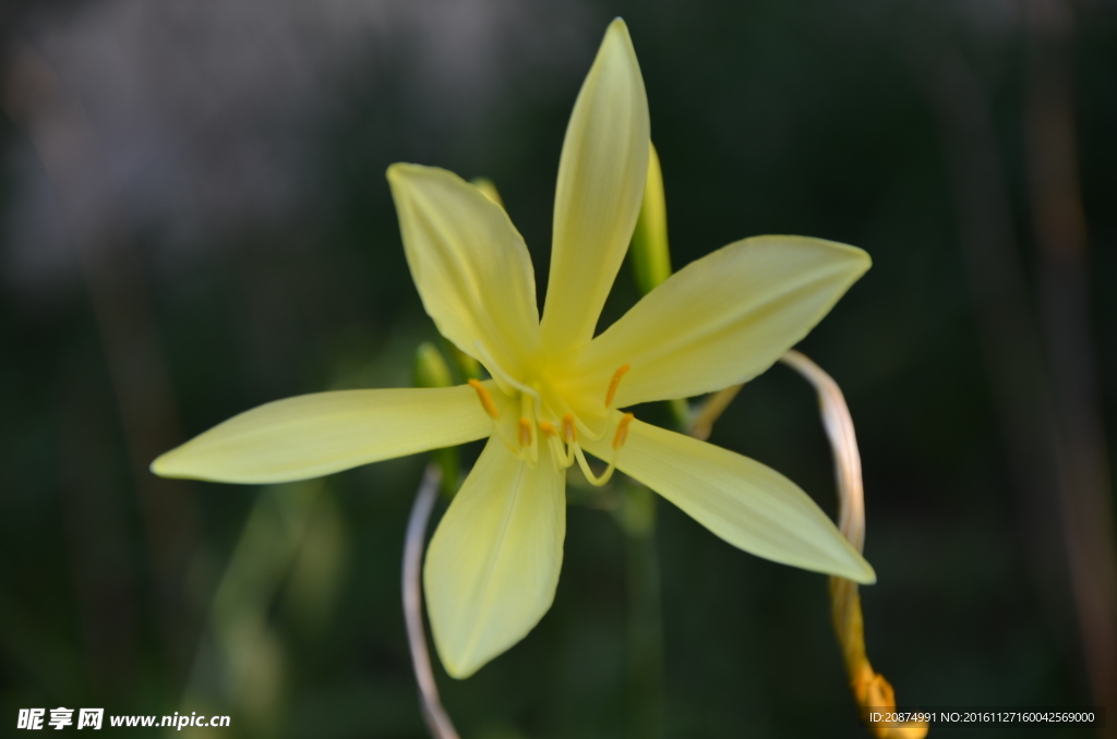 黄花