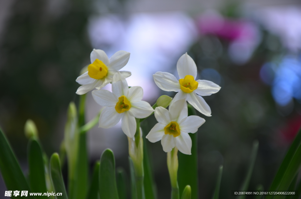 水仙花
