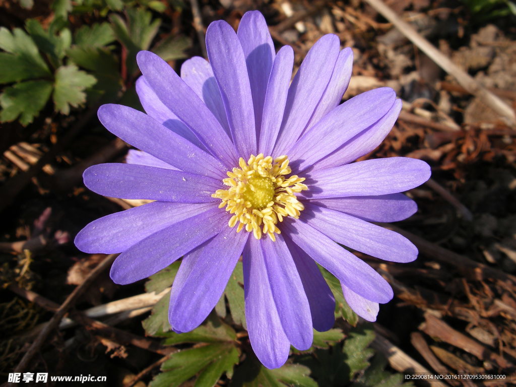 花