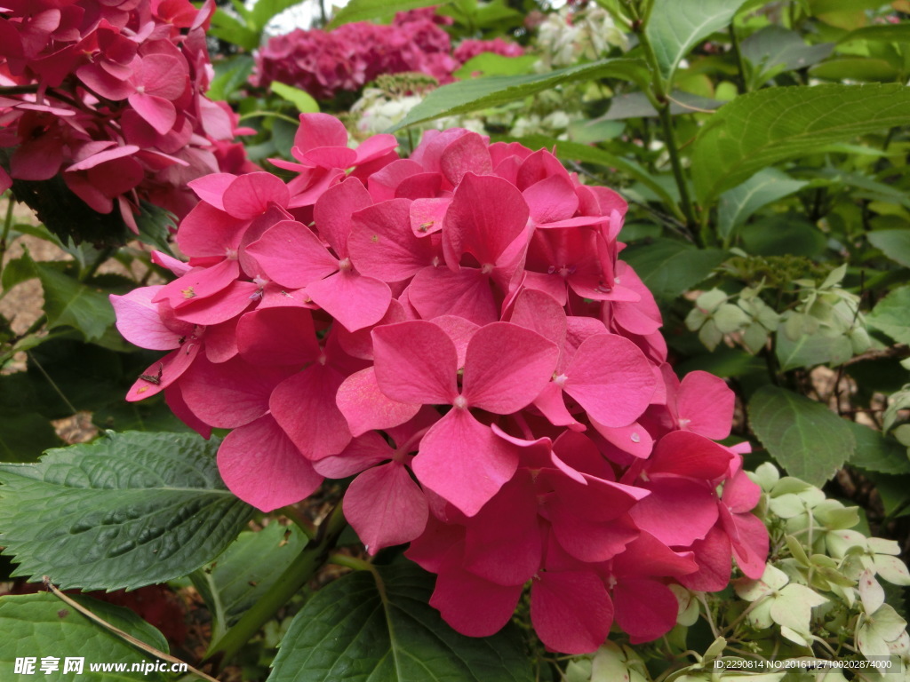 花