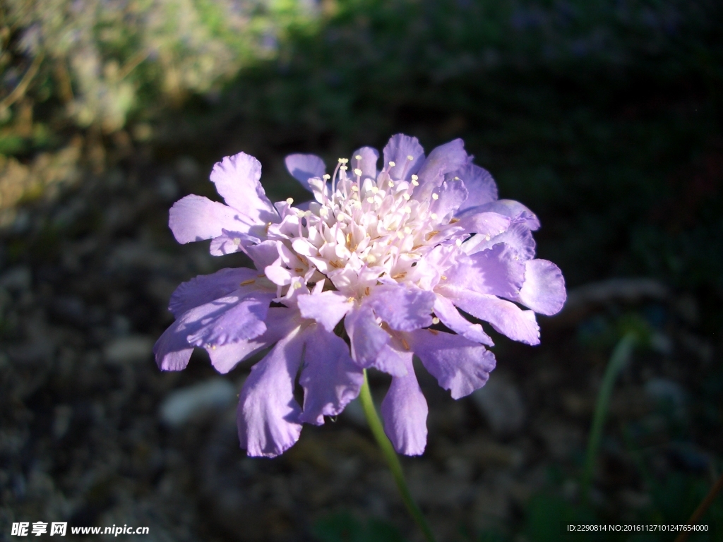 花