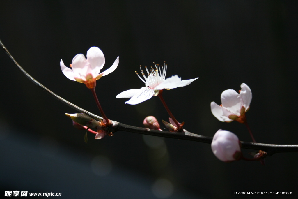 桃花