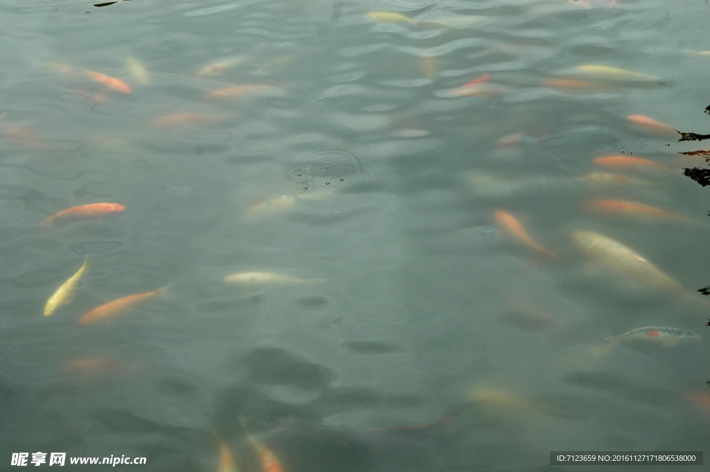 红鲤鱼 湖边 湖水