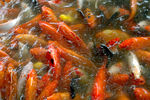 红鲤鱼 湖边 湖水