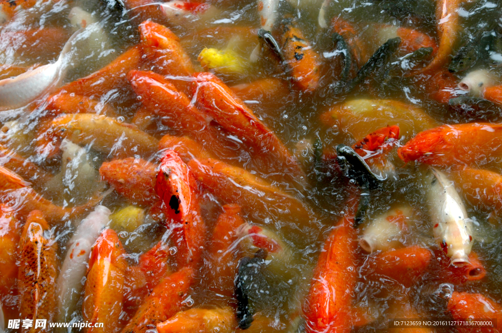 红鲤鱼 湖边 湖水