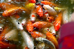 红鲤鱼 湖边