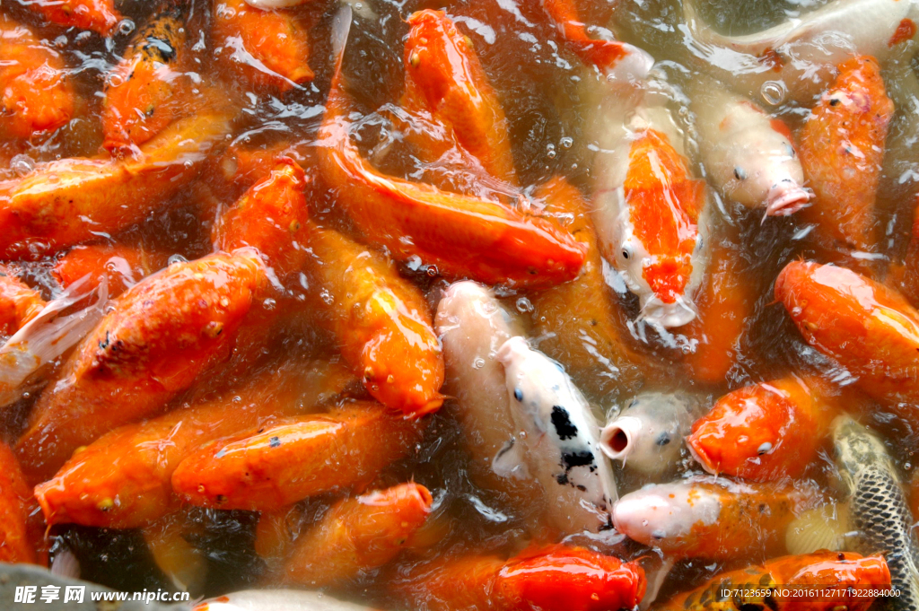 红鲤鱼 湖边
