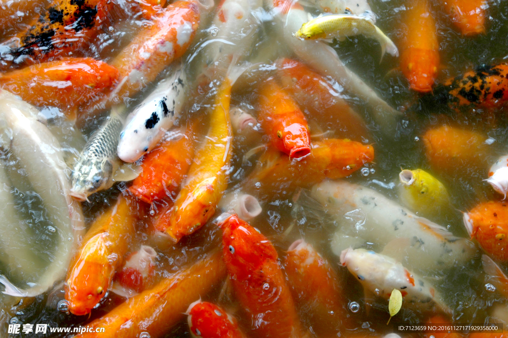 红鲤鱼 湖边