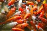 红鲤鱼 湖边