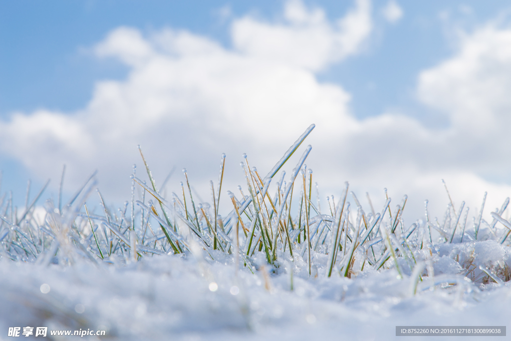 冰雪中的小草
