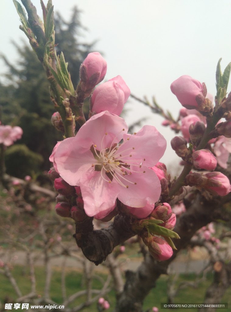 桃花