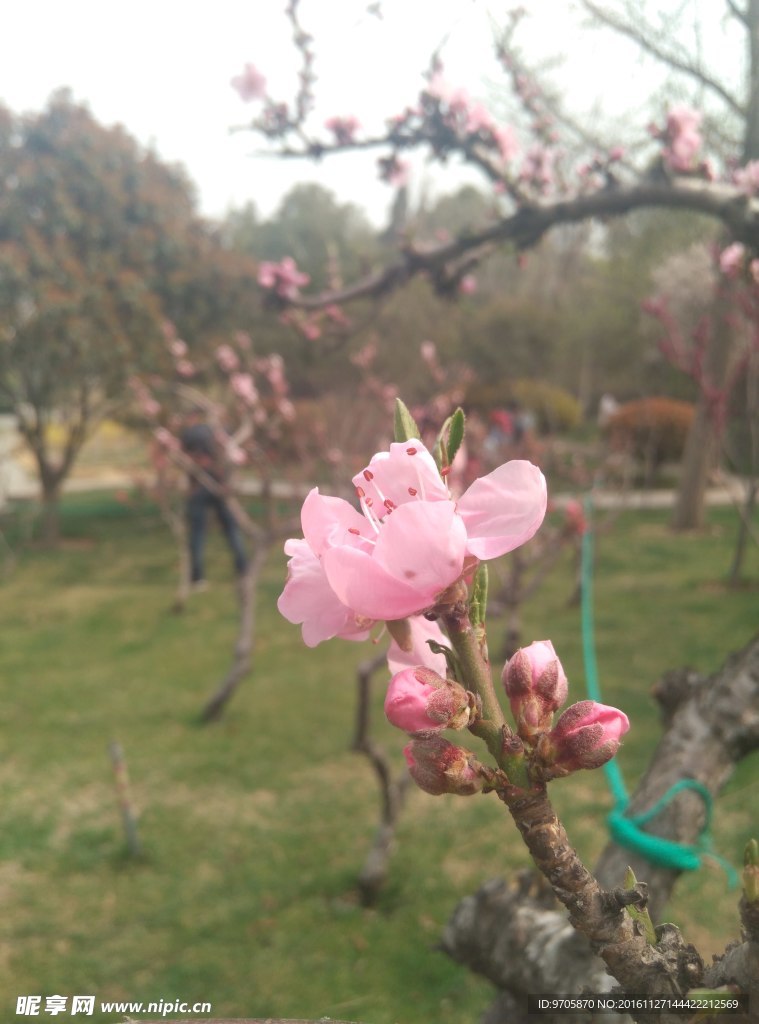花朵摄影