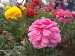 菊花 簇菊花