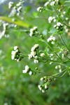 小白花