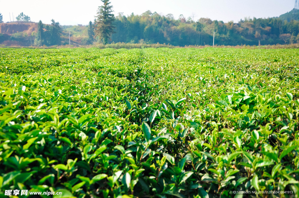 大片茶叶树绿茶