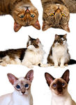 宠物猫 猫抠图  psd素材