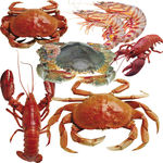 海鲜 抠图素材
