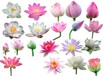 荷花抠图 高清荷花 莲花抠图