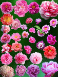 牡丹花