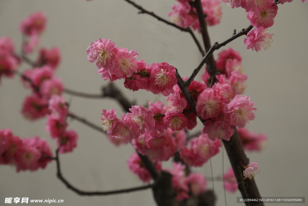 梅花