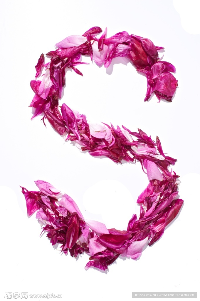 牡丹花 花卉 鲜花 花朵 牡丹