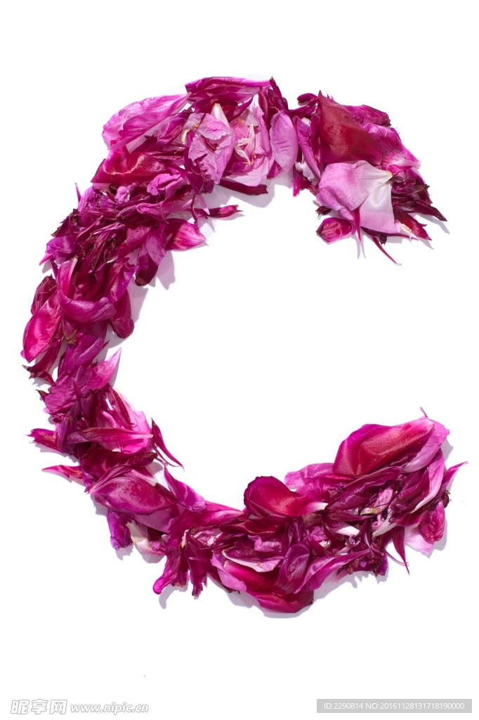 牡丹花 花卉 鲜花 花朵 牡丹