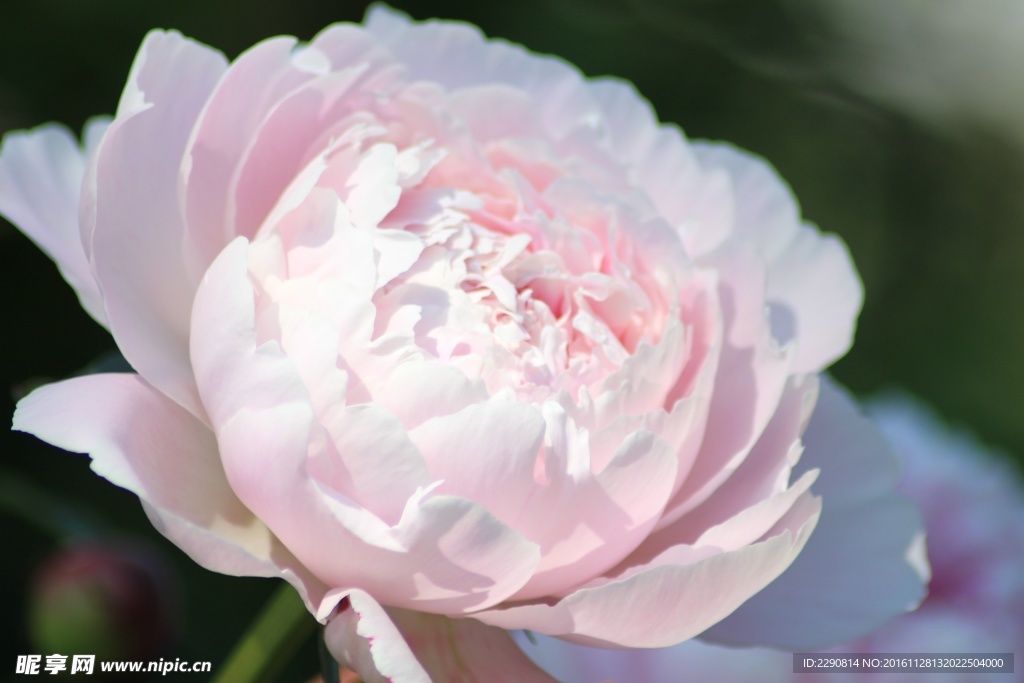 牡丹花 花卉 鲜花 花朵 牡丹