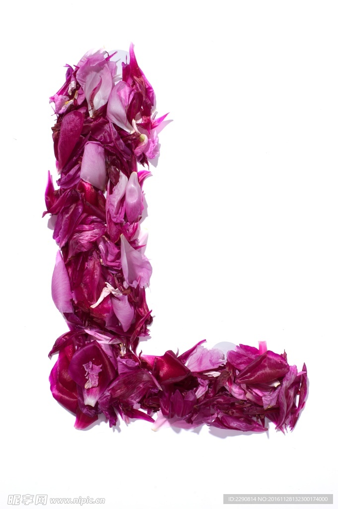 牡丹花 花卉 鲜花 花朵 牡丹