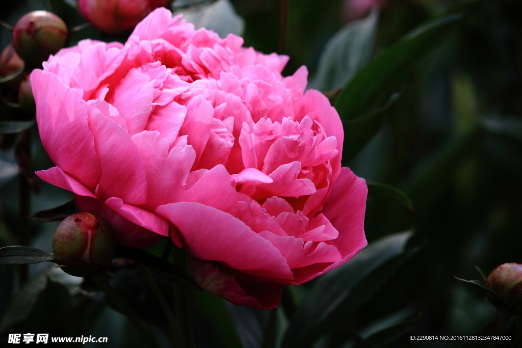 牡丹花 花卉 鲜花 花朵 牡丹