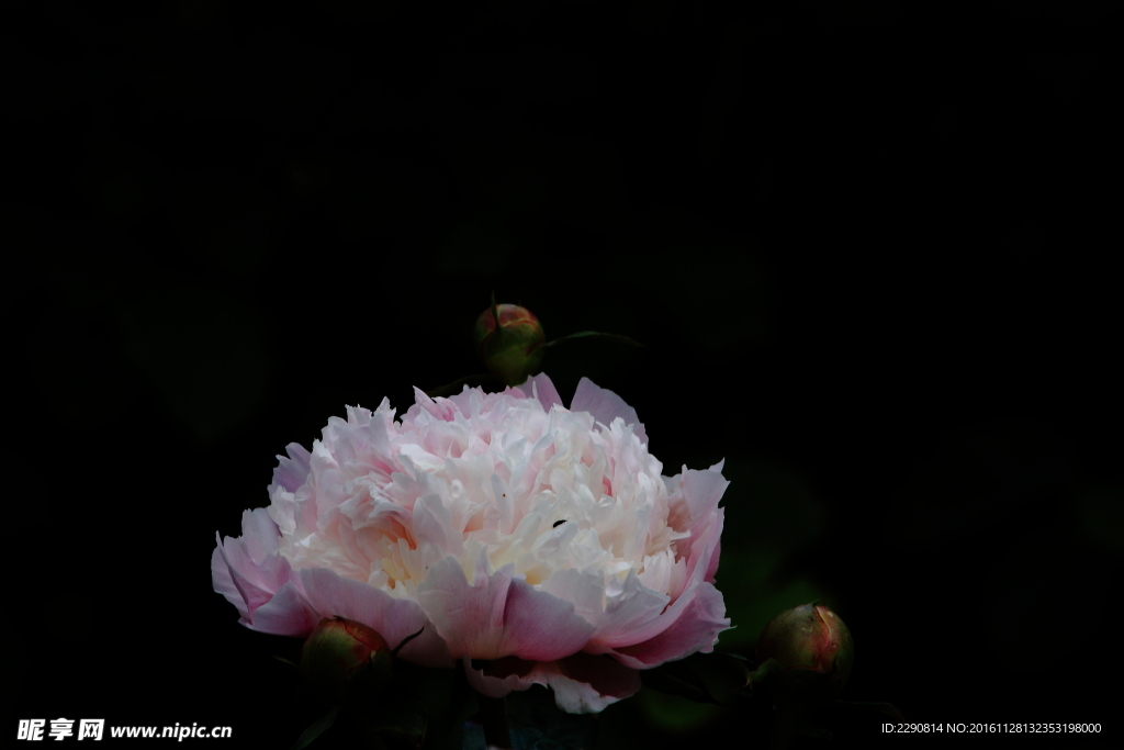 牡丹花 花卉 鲜花 花朵 牡丹