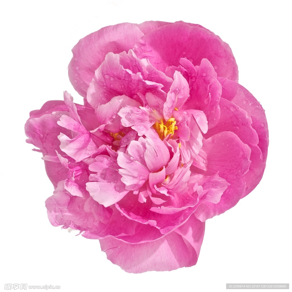 牡丹花 花卉 鲜花 花朵 牡丹