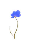 手绘花