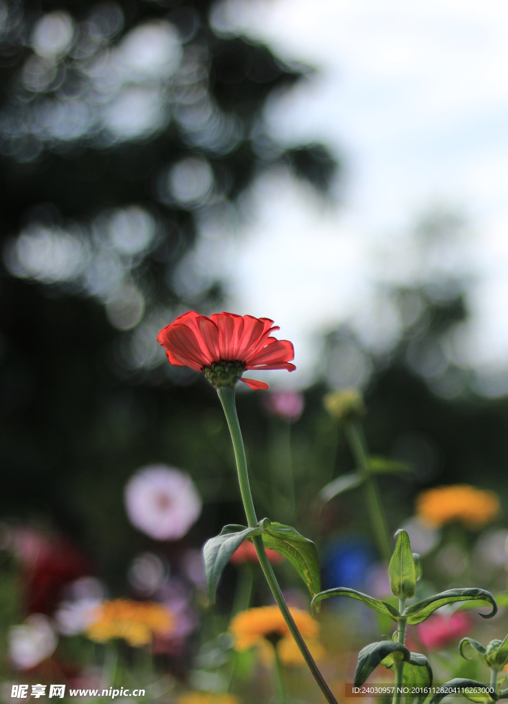 菊花