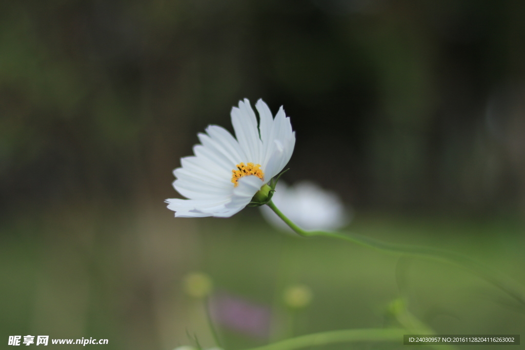 菊花