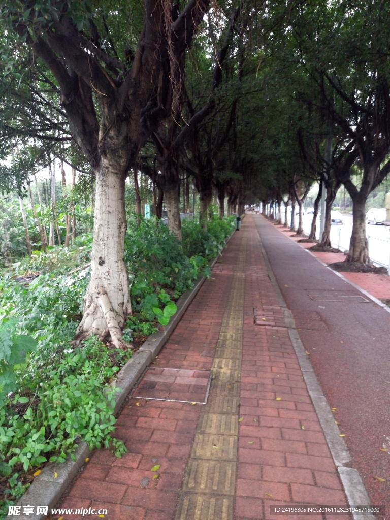 雨后的绿色小道