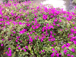 粉色紫荆花