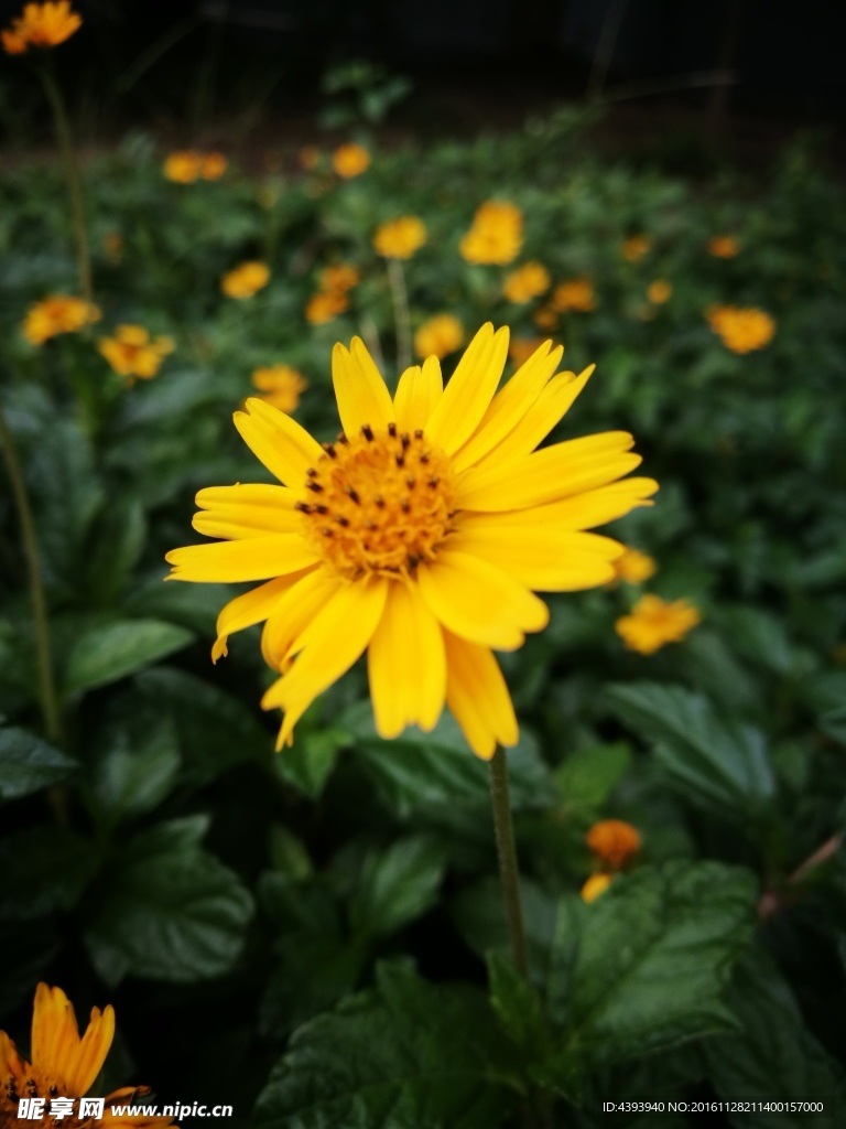 雏菊