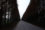 公路边的树木