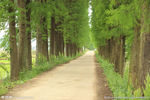 路