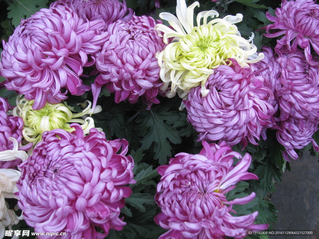 菊花