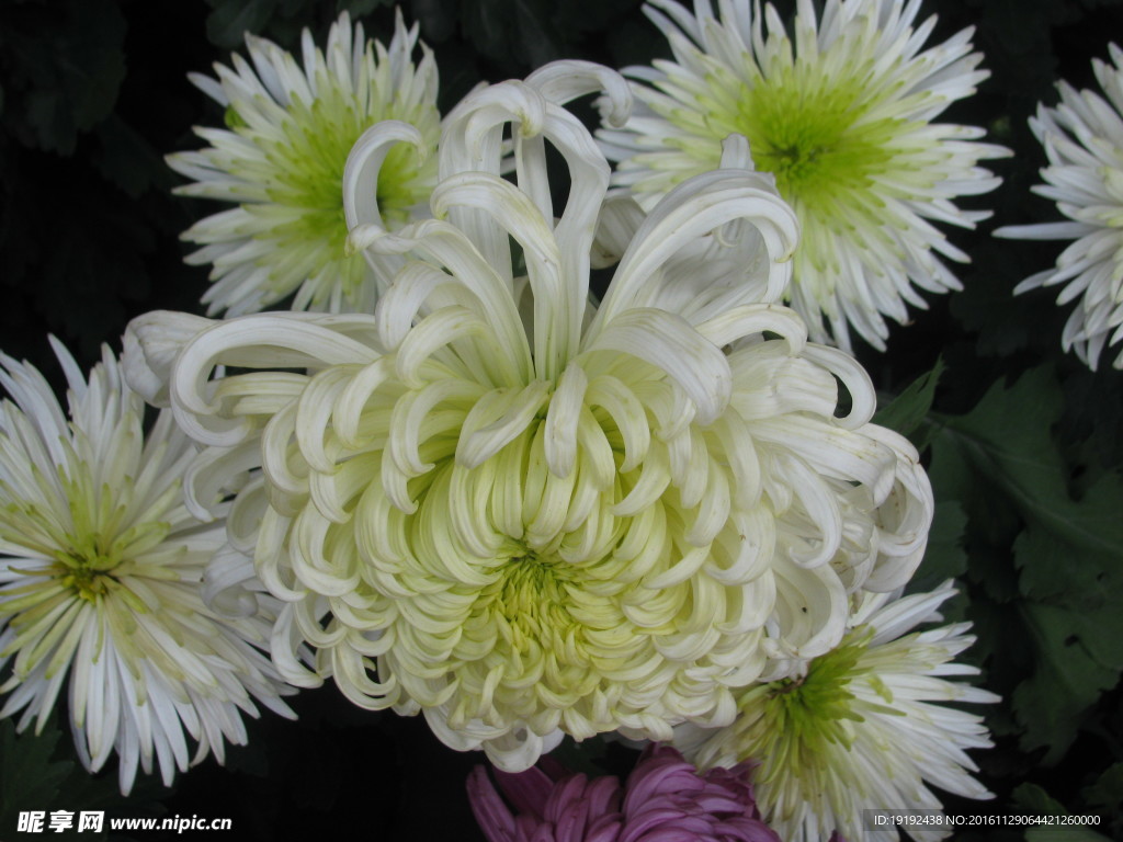 菊花