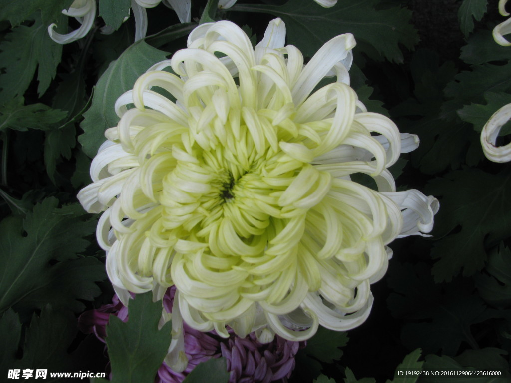 菊花