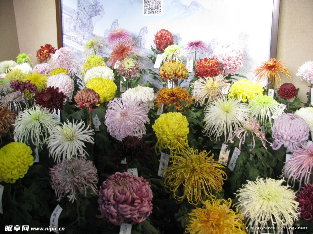 菊花