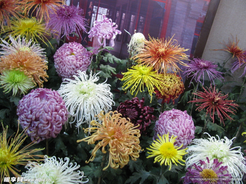 菊花