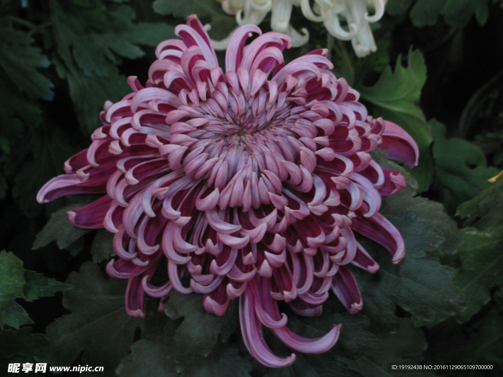菊花